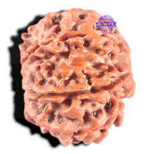Load image into Gallery viewer, 8 Mukhi Nepalese Rudraksha - Bead No. 56
