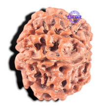 Load image into Gallery viewer, 8 Mukhi Nepalese Rudraksha - Bead No. 56
