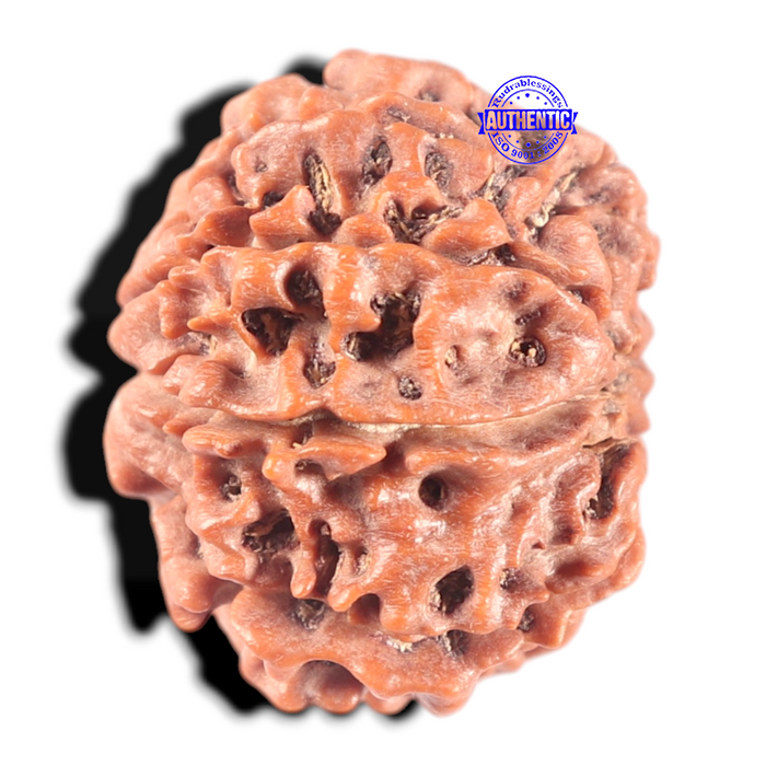 8 Mukhi Nepalese Rudraksha - Bead No. 56