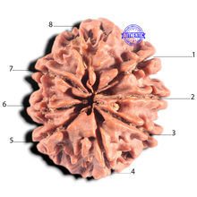 Load image into Gallery viewer, 8 Mukhi Nepalese Rudraksha - Bead No. 61

