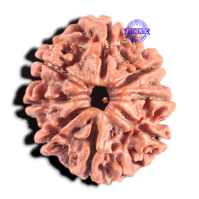 8 Mukhi Nepalese Rudraksha - Bead No. 61