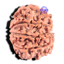 Load image into Gallery viewer, 8 Mukhi Nepalese Rudraksha - Bead No. 61
