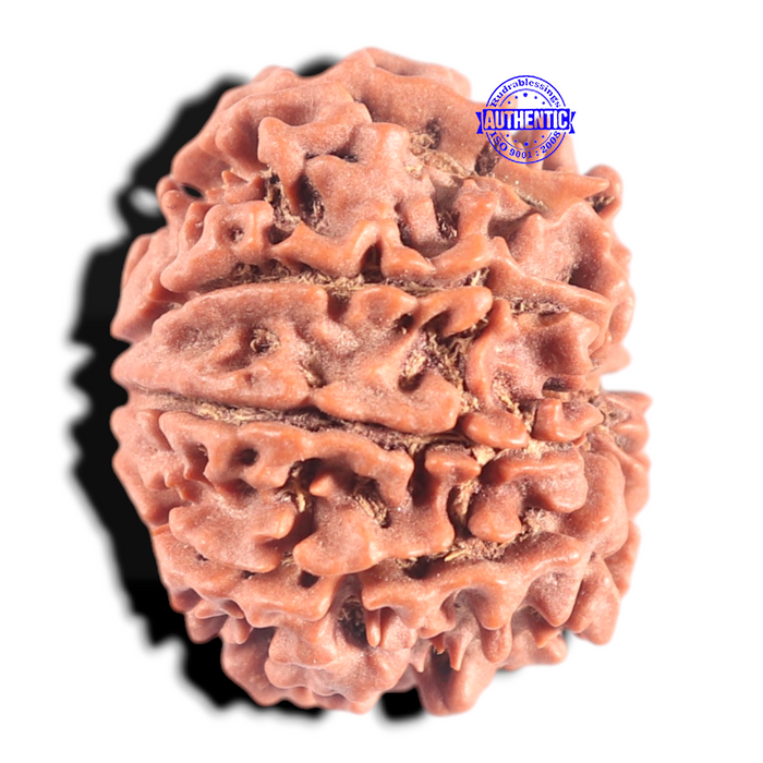 8 Mukhi Nepalese Rudraksha - Bead No. 61