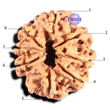 Load image into Gallery viewer, 8 Mukhi Nepalese Rudraksha - Bead No. 80
