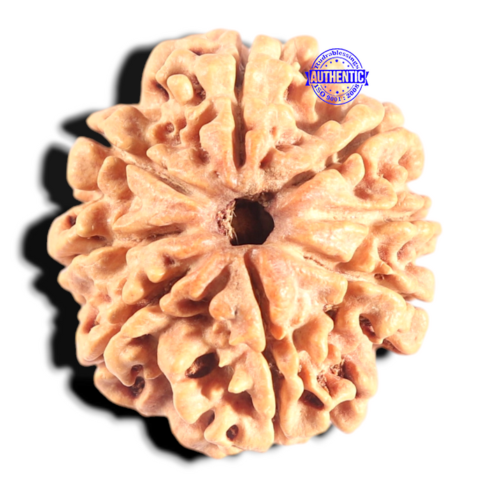 8 Mukhi Nepalese Rudraksha - Bead No. 80