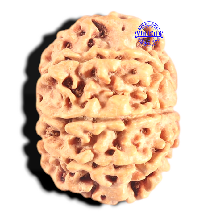 8 Mukhi Nepalese Rudraksha - Bead No. 80
