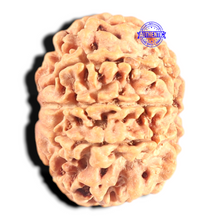 Load image into Gallery viewer, 8 Mukhi Nepalese Rudraksha - Bead No. 80
