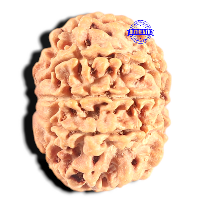 8 Mukhi Nepalese Rudraksha - Bead No. 80