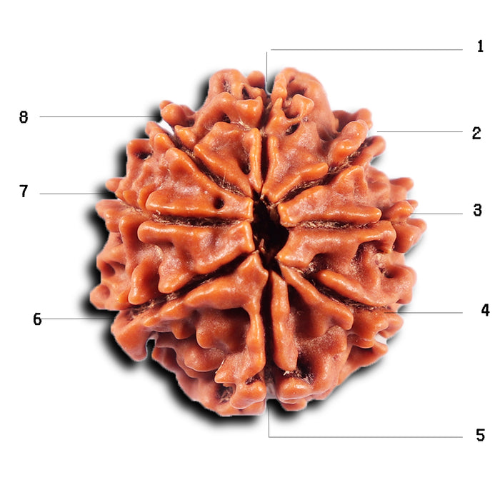 8 Mukhi Nepalese Rudraksha - Bead No. 421