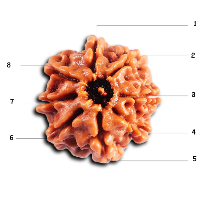 8 Mukhi Nepalese Rudraksha - Bead No. 403
