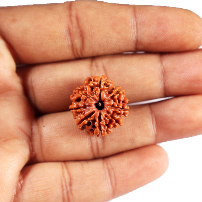 8 Mukhi Nepalese Rudraksha - Bead No. 399