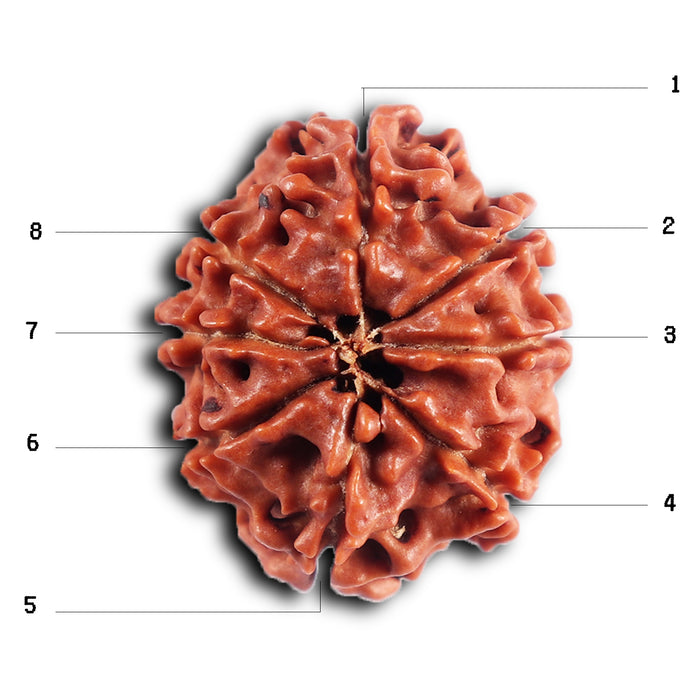 8 Mukhi Nepalese Rudraksha - Bead No. 393