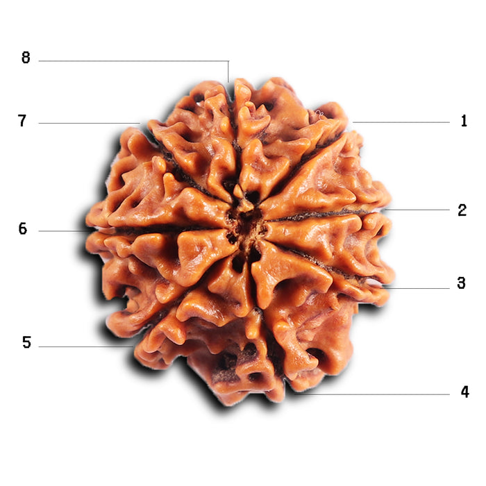 8 Mukhi Nepalese Rudraksha - Bead No.416