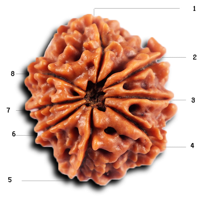 8 Mukhi Nepalese Rudraksha - Bead No. 431