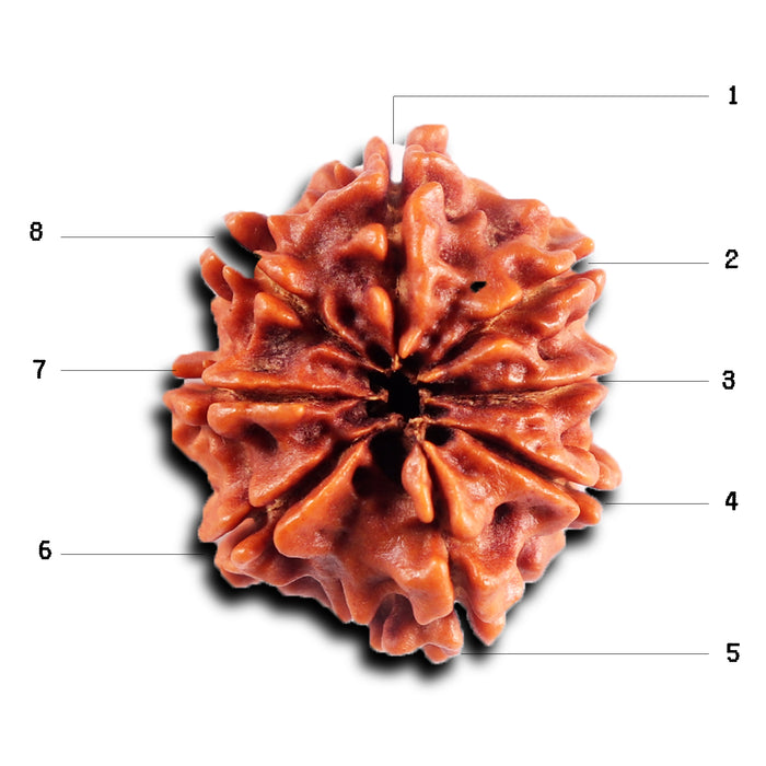 8 Mukhi Nepalese Rudraksha - Bead No. 397