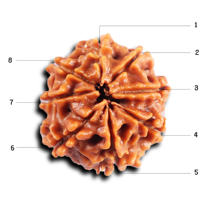 8 Mukhi Nepalese Rudraksha - Bead No. 401
