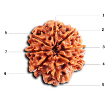 Load image into Gallery viewer, 8 Mukhi Nepalese Rudraksha - Bead No. 413
