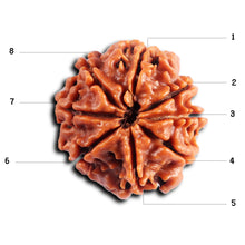 Load image into Gallery viewer, 8 Mukhi Nepalese Rudraksha - Bead No. 414
