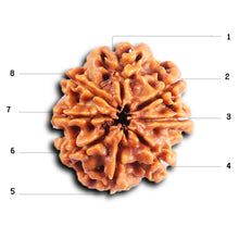 Load image into Gallery viewer, 8 Mukhi Nepalese Rudraksha - Bead No.408
