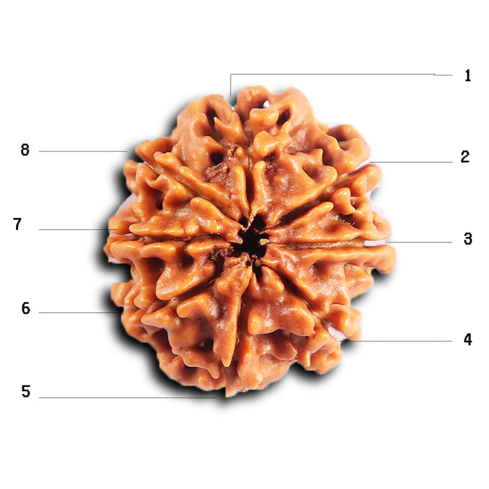 8 Mukhi Nepalese Rudraksha - Bead No.408
