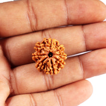 Load image into Gallery viewer, 8 Mukhi Nepalese Rudraksha - Bead No.408

