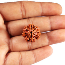 Load image into Gallery viewer, 8 Mukhi Nepalese Rudraksha - Bead No. 398

