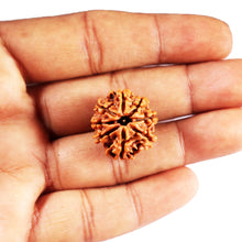Load image into Gallery viewer, 8 Mukhi Nepalese Rudraksha - Bead No.416
