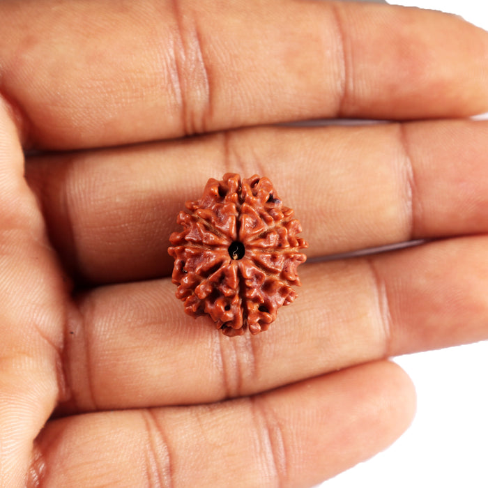 8 Mukhi Nepalese Rudraksha - Bead No. 393