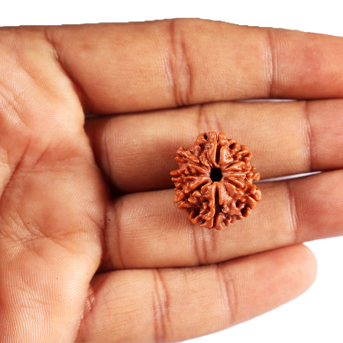 8 Mukhi Nepalese Rudraksha - Bead No.406