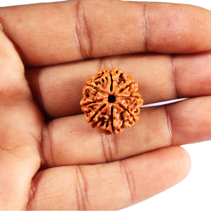 8 Mukhi Nepalese Rudraksha - Bead No.407