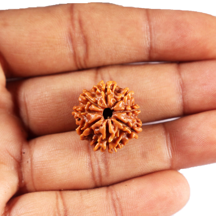8 Mukhi Nepalese Rudraksha - Bead No. 401