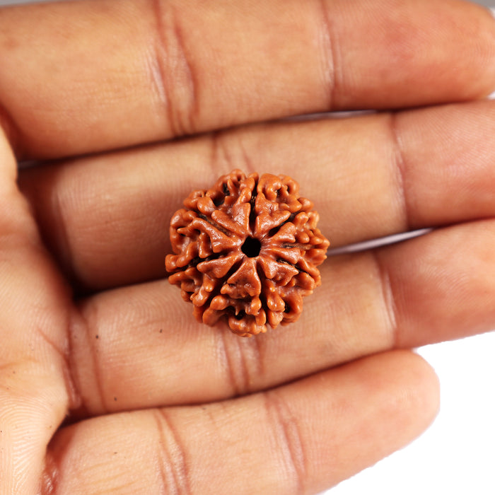 8 Mukhi Nepalese Rudraksha - Bead No. 414