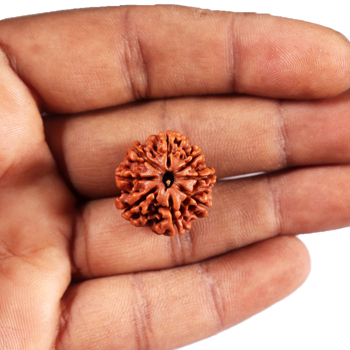 8 Mukhi Nepalese Rudraksha - Bead No.  418