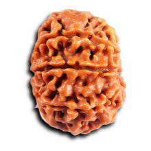 Load image into Gallery viewer, 8 Mukhi Nepalese Rudraksha - Bead No.407
