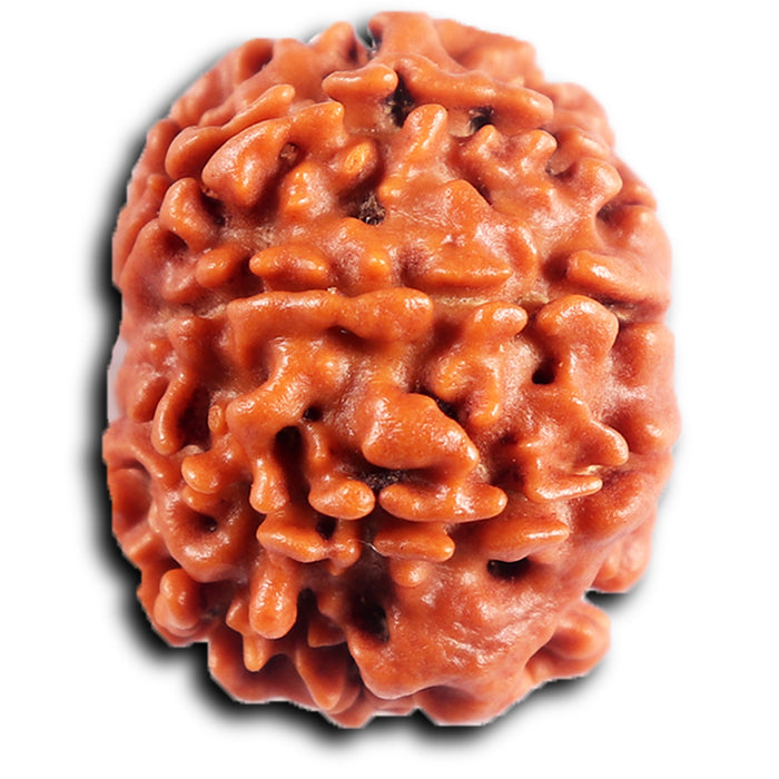 8 Mukhi Nepalese Rudraksha - Bead No. 399