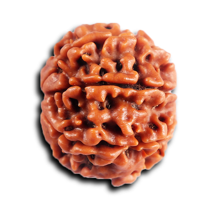 8 Mukhi Nepalese Rudraksha - Bead No. 414