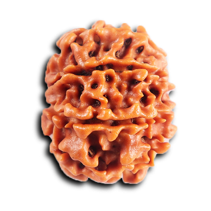 8 Mukhi Nepalese Rudraksha - Bead No. 413