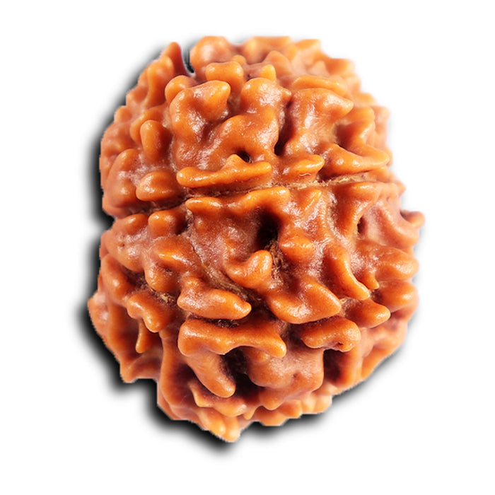 8 Mukhi Nepalese Rudraksha - Bead No. 401