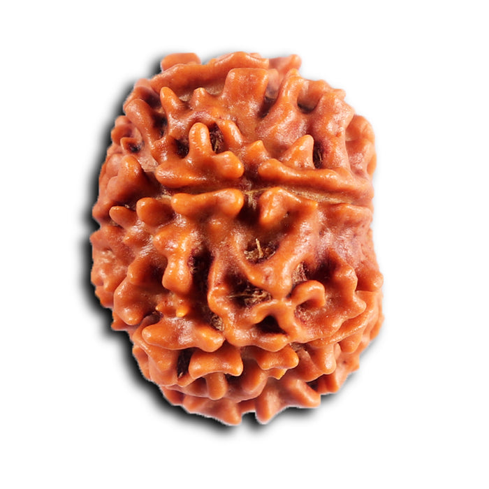 8 Mukhi Nepalese Rudraksha - Bead No.405