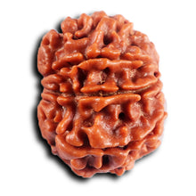 Load image into Gallery viewer, 8 Mukhi Nepalese Rudraksha - Bead No.406
