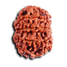 Load image into Gallery viewer, 8 Mukhi Nepalese Rudraksha - Bead No. 393
