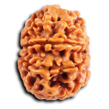 Load image into Gallery viewer, 8 Mukhi Nepalese Rudraksha - Bead No.408
