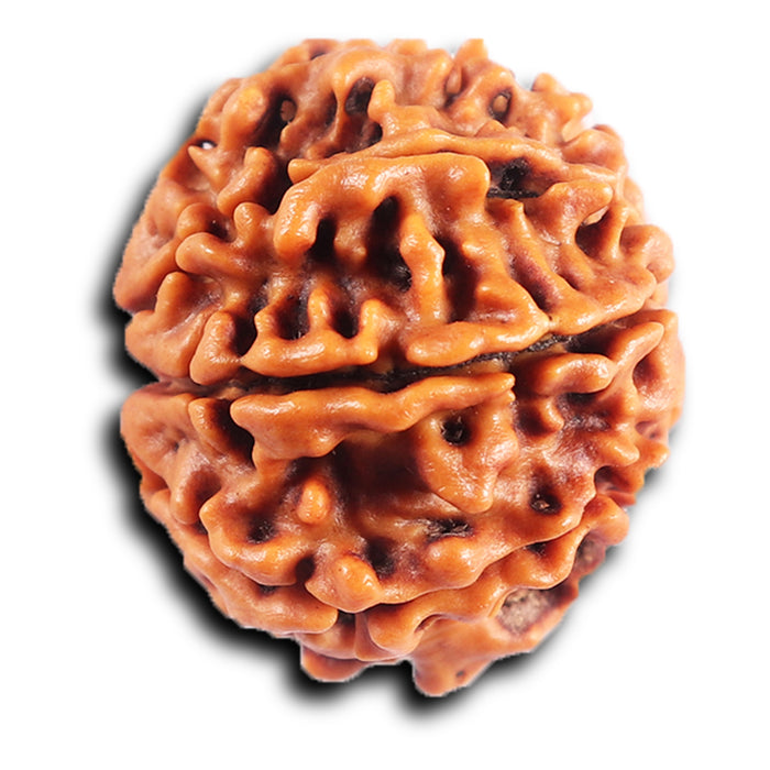 8 Mukhi Nepalese Rudraksha - Bead No.416