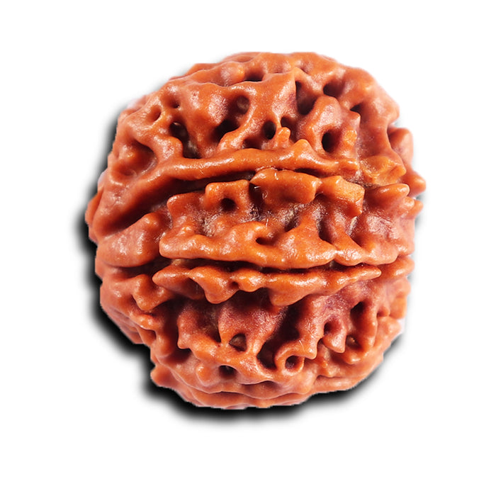 8 Mukhi Nepalese Rudraksha - Bead No. 398