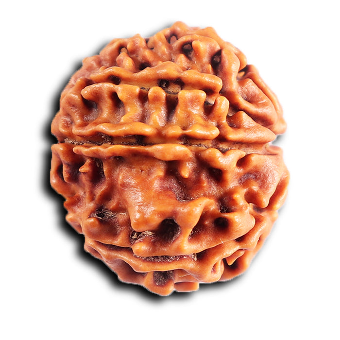 8 Mukhi Nepalese Rudraksha - Bead No.416