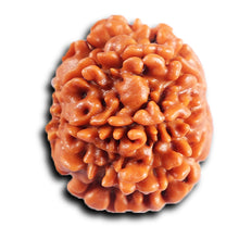 Load image into Gallery viewer, 8 Mukhi Nepalese Rudraksha - Bead No. 403
