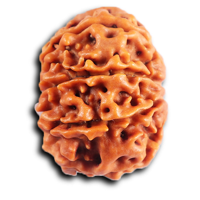 8 Mukhi Nepalese Rudraksha - Bead No.407