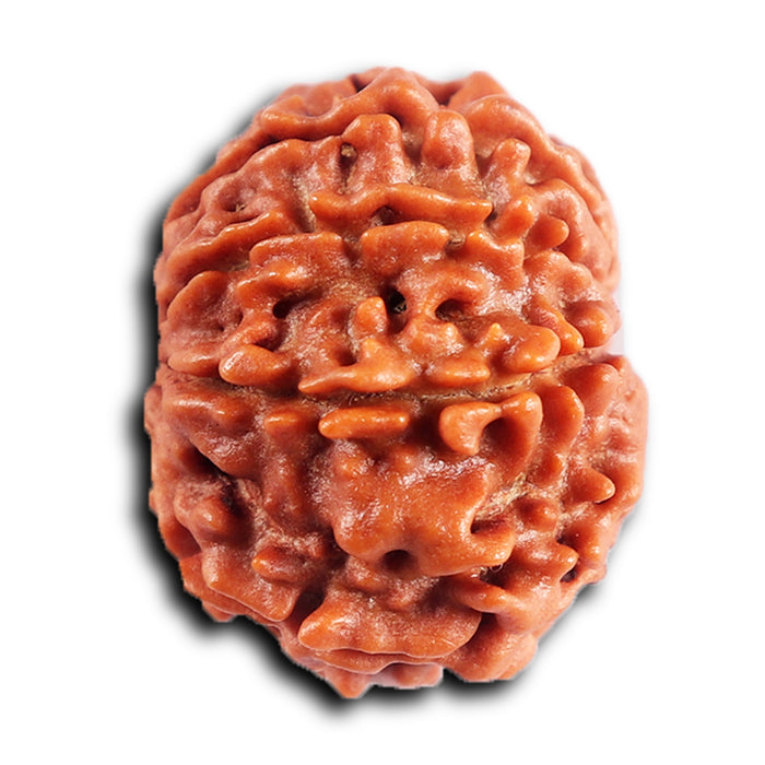 8 Mukhi Nepalese Rudraksha - Bead No.406
