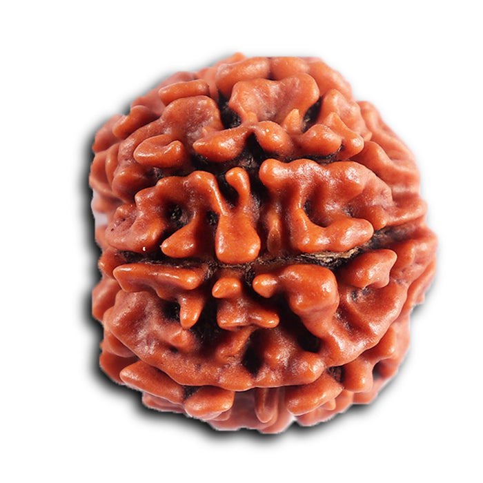 8 Mukhi Nepalese Rudraksha - Bead No. 396