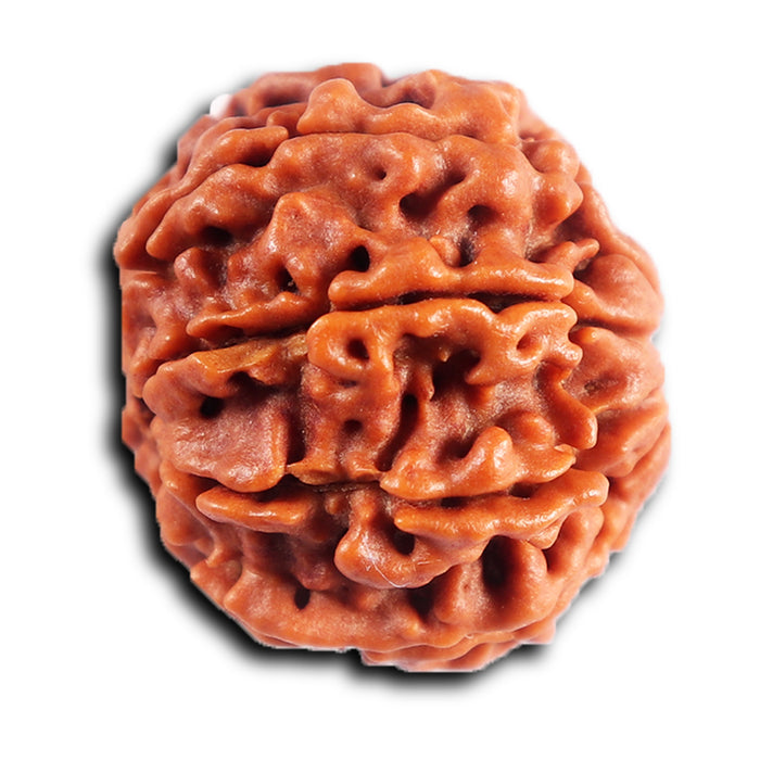8 Mukhi Nepalese Rudraksha - Bead No. 398
